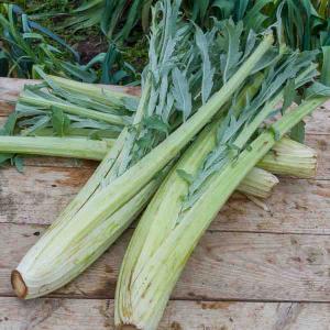 Cardon Plein Blanc Inerme - Légumes d'Autrefois